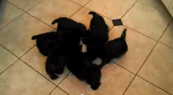 Video: ¡Aww! Cachorros hacen coreografía al tomar su leche