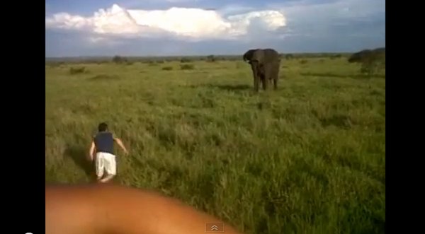 Video: Joven ebrio se enfrentó a un elefante