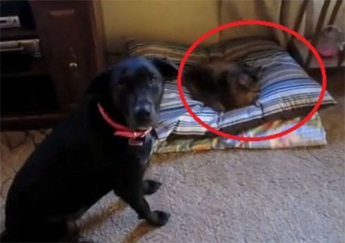 Video: ¿Qué sucede cuando un gato le 'roba'  su cama a un perro?