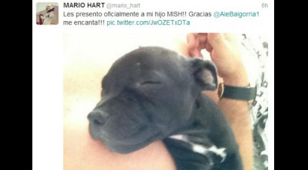 'Mish' el cachorro que regaló Alejandra a Mario Hart