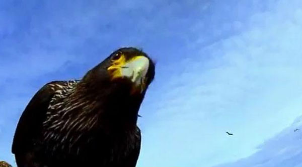 ¡Asombroso! Documental de pingüinos filmado por un águila