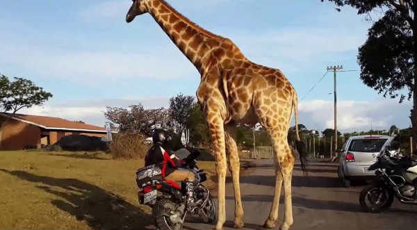 Esta jirafa salió en busca de nuevos amigos y los encontró en estos motociclistas - VIDEO