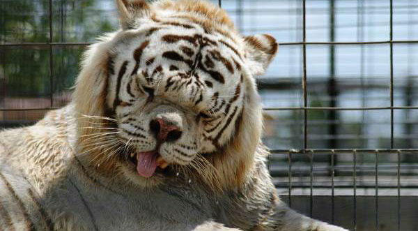 El Primer Tigre Con Sindrome De Down