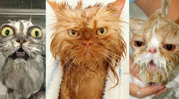 Checa 10 fotos de gatos mojados nunca antes vistas