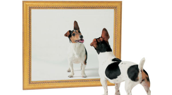 ¿Sabes por qué los perros y gatos no se pueden ver en el espejo? - VIDEO