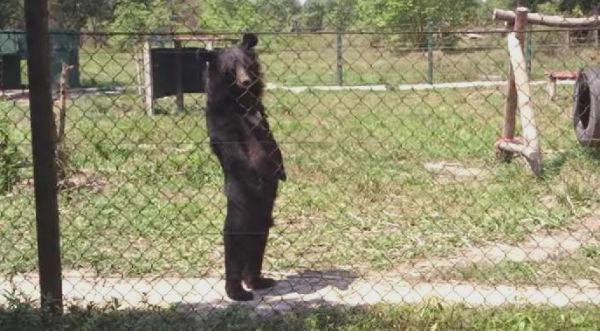 ¡Conmovedor! Conoce la triste historia de este oso que puede caminar en dos patas - VIDEO