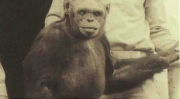 ¡Increíble! Conoce el caso de Oliver, el chimpancé que quería ser humano – VIDEO