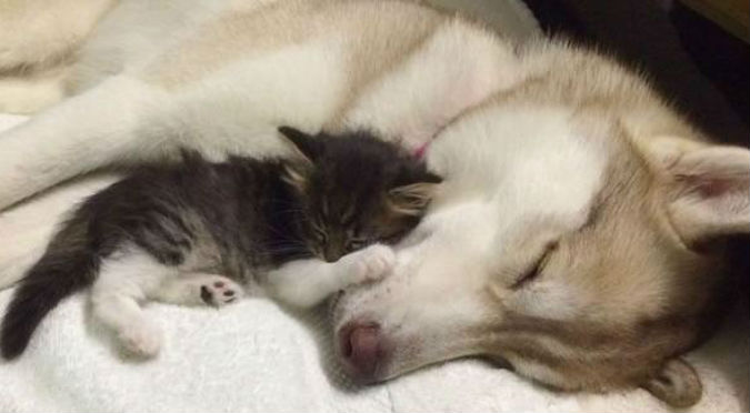 ¡Te va a conmover! Perro ‘adopta’ a gatita recién nacida y salva su vida – VIDEO