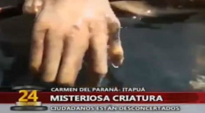 ¿Es el ‘chupacabras’? Encontraron extraña criatura en Paraguay – VIDEO