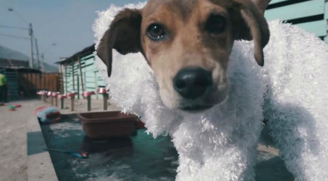 ¡Muy tierno! Disfrazaron a perros ‘callejeros’ para ser adoptados y esto pasó – VIDEO