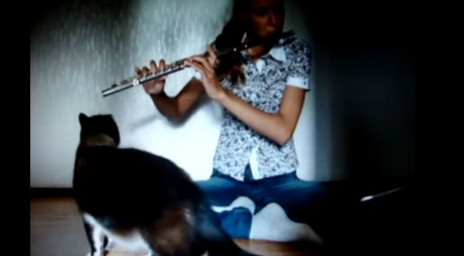 Jajaja! Mira la reacción de este gato al escuchar el sonido de la flauta – VIDEO
