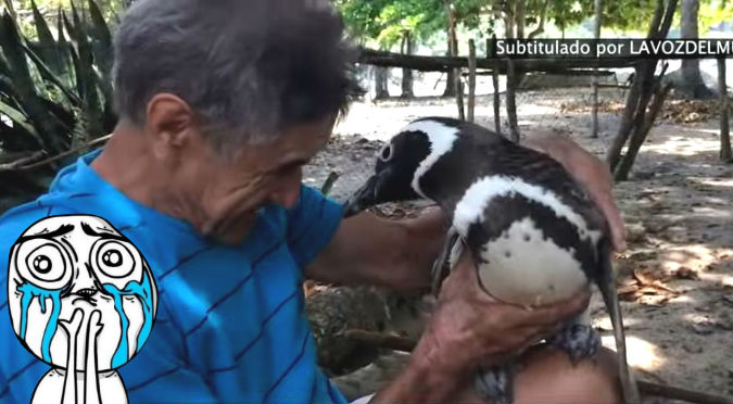 YouTube: ¡Owww! Pingüino regresa cada año a visitar al hombre que le salvó la vida