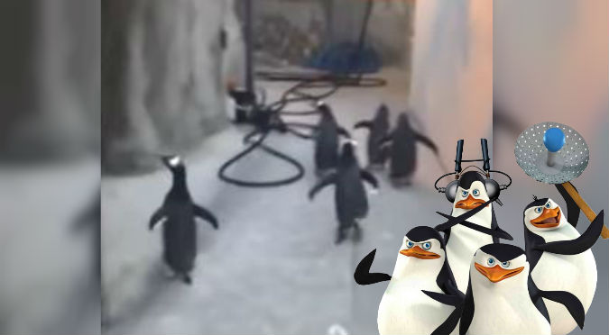 YouTube: Grabaron a los ‘pingüinos de Madagascar’ en la vida real ¡bonitos y gorditos!