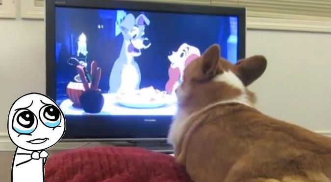 YouTube: Este perro viendo una película romántica resume tu situación sentimental