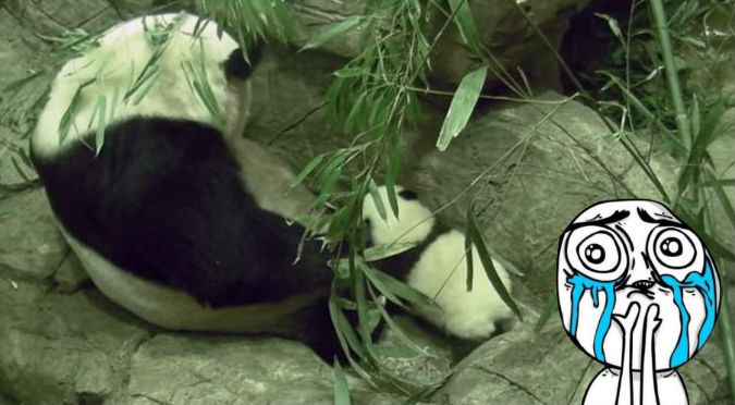 YouTube: Este tierno panda bebé dando sus primeros pasos te derretirá el corazón