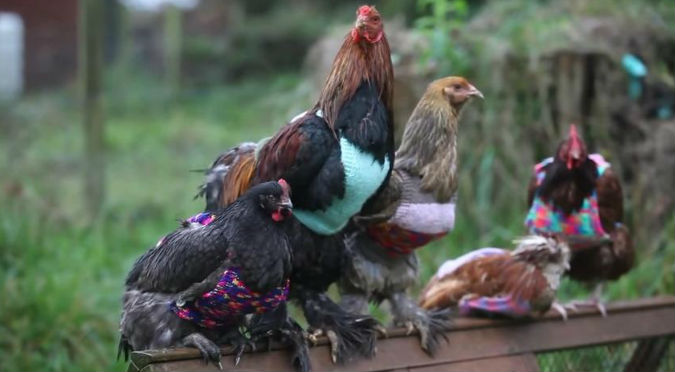 YouTube: Chica les teje adorables chompas a sus gallinas