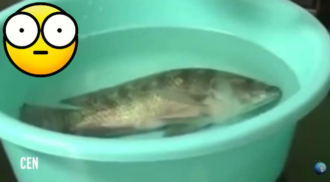 YouTube: No vas a creer cómo resucitan a este pez