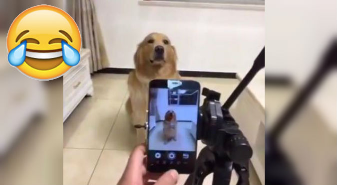 Facebook: Este perro sonriendo cuando le toman una foto es demasiado tierno – VIDEO