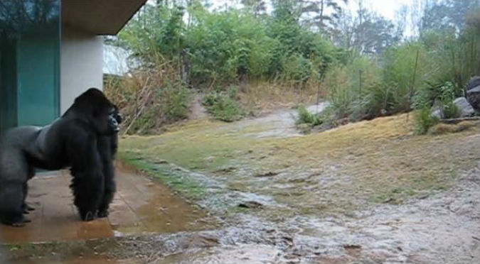 YouTube: Gorila hizo algo muy divertido cuando empezó a llover