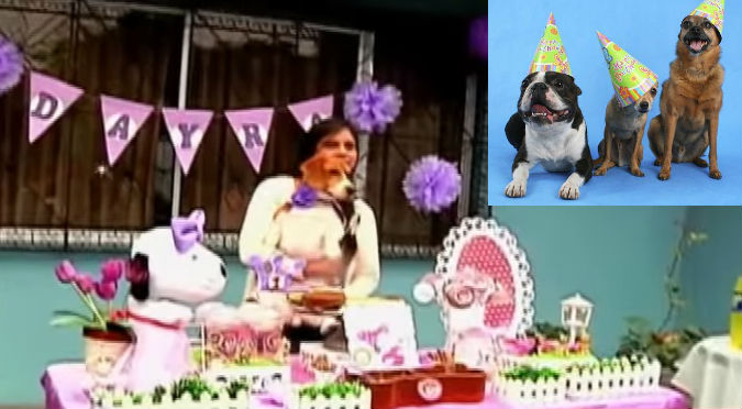 ¡Catering perruno! Ahora puedes hacerle un cumpleaños temático a tu perro – VIDEO