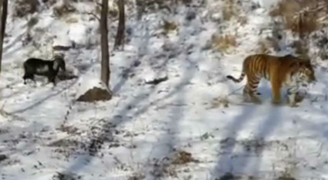 YouTube: Valiente cabra se enfrentó a un tigre y…