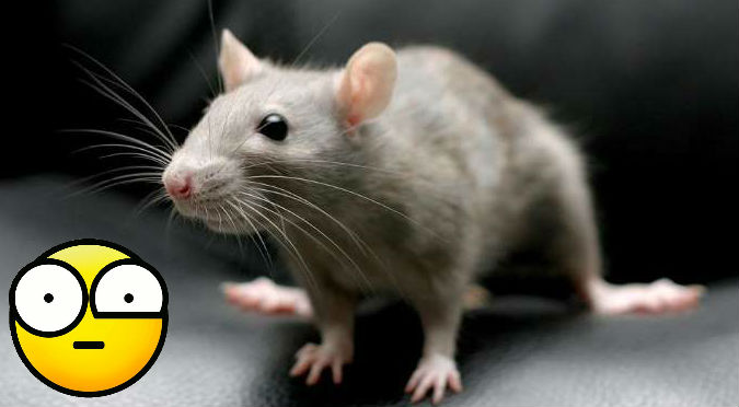 ¡Insólito! ‘Rata mutante’ causó pánico en universidad china – VIDEO