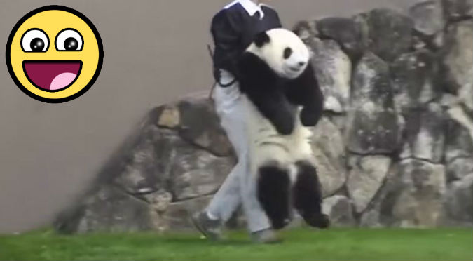 YouTube: Este travieso panda se escapó de su cuidador y luego pidió ayuda para…