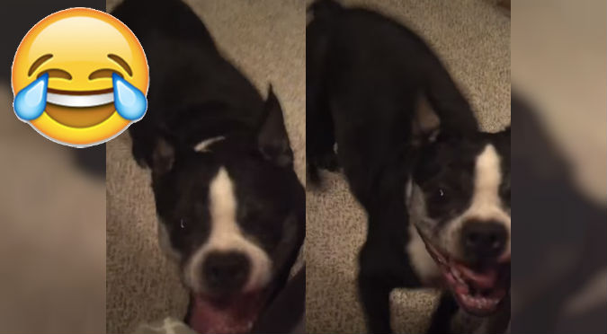 YouTube: Este perro baila con mucho más ritmo que muchos de nosotros
