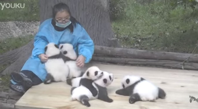¡Quiero ese trabajo! Pagan 32 mil dólares por abrazar a ositos panda – VIDEO