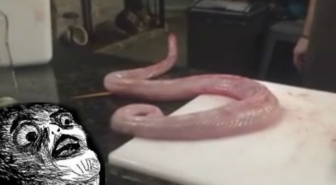 ¡Serpiente zombie! Animal desollado y sin cabeza 'revive' cuando lo iban a cocinar - VIDEO