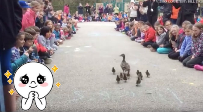 ¡Muy tierno! Toda una escuela guía a una familia de patos hacía el agua – VIDEO