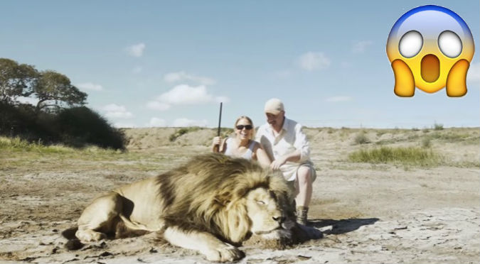 ¡KARMA! Mataron un león, pero cuando se iban a tomar una foto apareció otro... - VIDEO