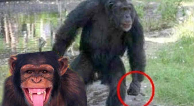 YouTube: Chimpancé arrojó excrementos a una turista