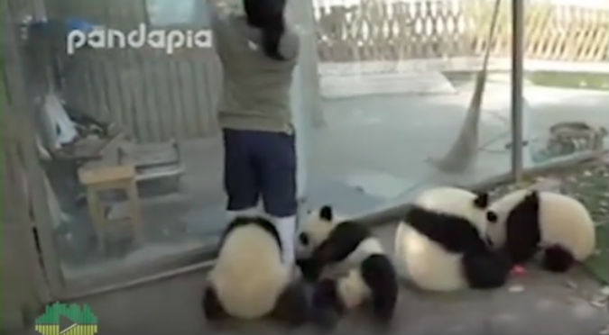 YouTube: Oso panda le hizo una llave de lucha a su cuidadora