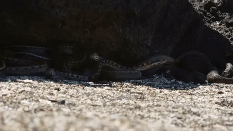 YouTube: Así se defendió una iguana bebé ante estas serpientes