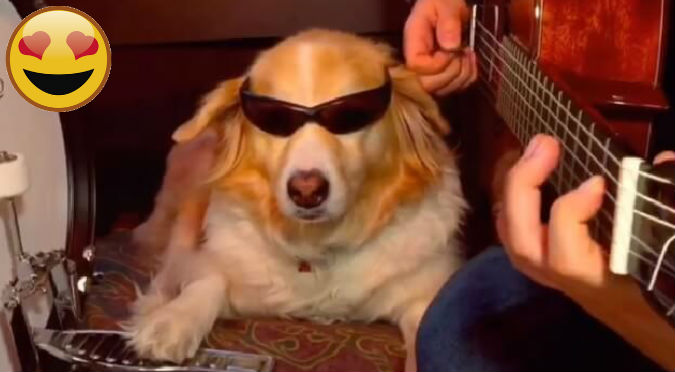 YouTube:  Perro se convirtió en músico junto a su amo