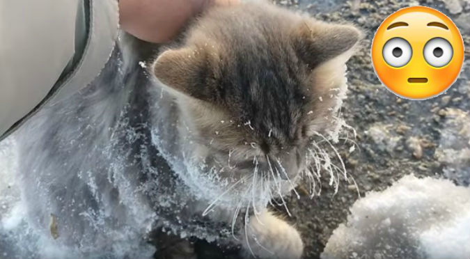 YouTube: Este gato se quedó pegado al hielo y al sacarlo ...