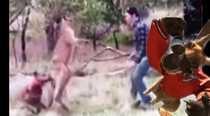 YouTube: Hombre salvó a un perro de un canguro, pero este reaccionó así