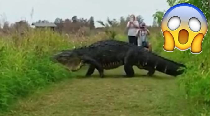 YouTube: Tomaban foto a este enorme caimán y esto pasó