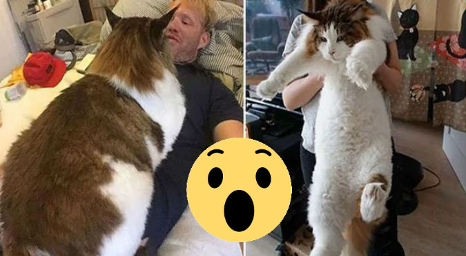 Viral: ¿Cuánto crees que pesa el gato más gordo y grande del mundo?- FOTOS