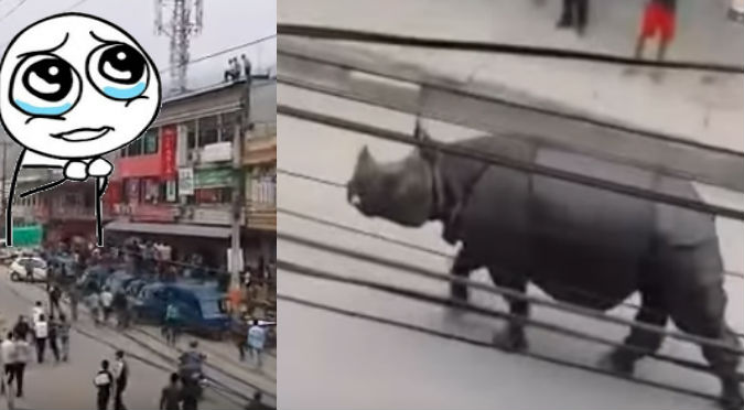 YouTube: Rinoceronte se escapa y desata terror en las calles
