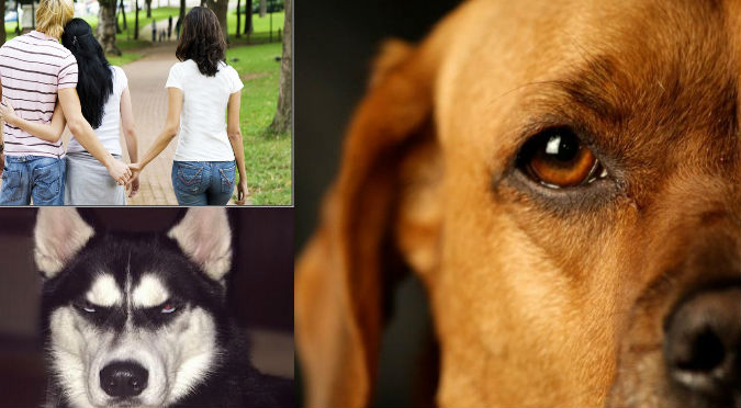 Viral: ¡Tu mascota puede detectar a personas mentirosas! Mira sus gestos