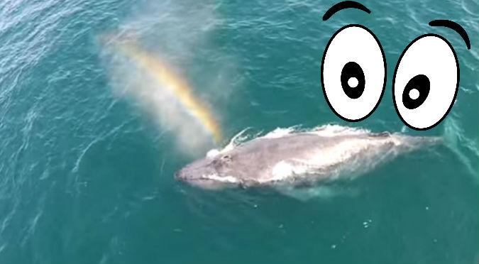Viral: Conoce a la  'ballena unicornio'  que está dando que hablar - VIDEO