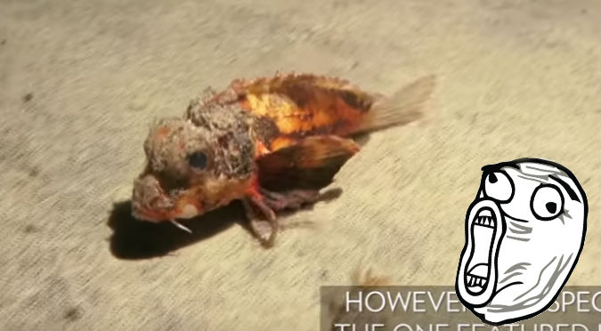 YouTube: Este pez caminó y científicos se quedaron en shock