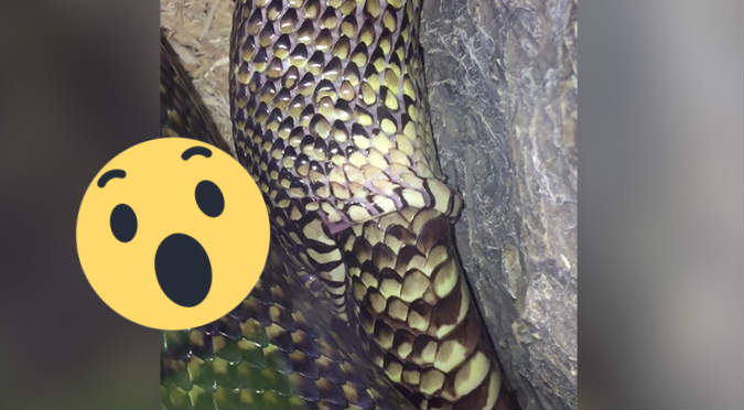 El espeluznante momento en que una serpiente se traga a sí misma