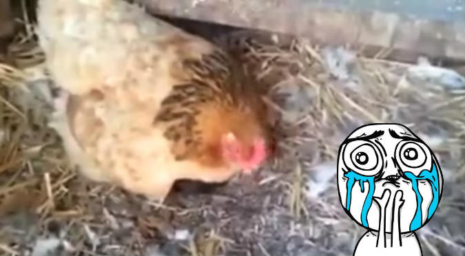 Gallina salvó a un gatito que estaba a punto de morir de frío