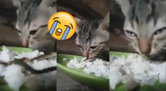 Gatito hace llorar a todos con reacción al comer después de 3 semanas