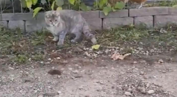 Viral: Gallina le gana a gato en cazar un ratón (VIDEO)