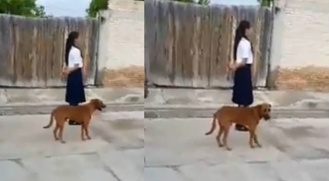 Perrito marcha junto a escolares y es viral en redes sociales (VIDEO)
