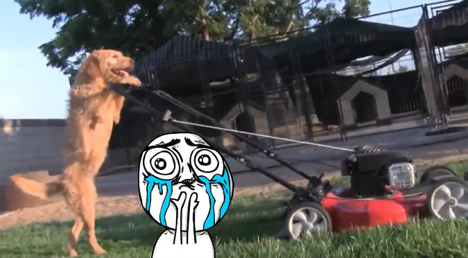 Perro muestra su habilidad para 'cortar el césped' y se vuelve viral (VIDEO)